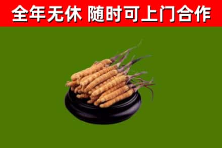 迁安回收散虫草