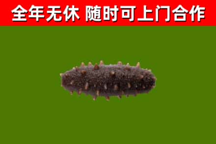 迁安回收海参干